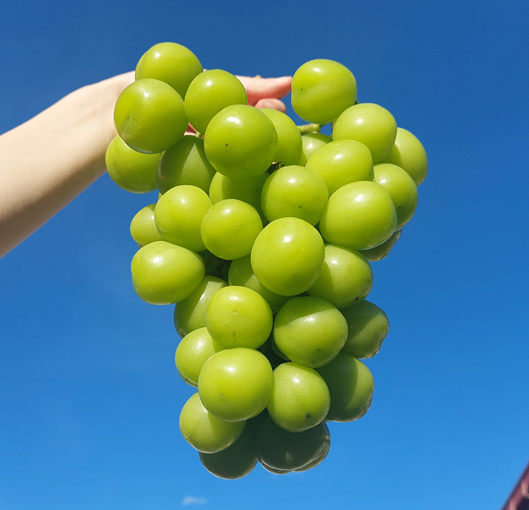 [추풍령감골농장] 고당도 샤인머스캣 1kg, 2kg, 4kg (특품/상품)